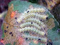 gypsy moth worms