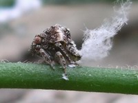 woolly aphis #2