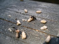black ant with pupae