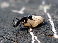 black ant / pupae detail