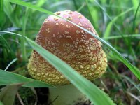 mushroom