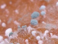 mold trees on apple