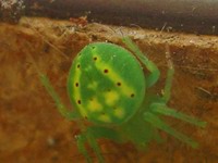 green spider with yellow triangle pattern