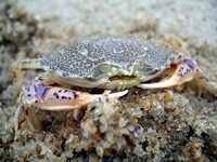 nc crab