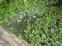nc water plants