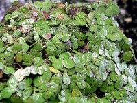 water plant detail