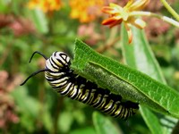 munching monarch caterpillar
