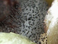 bread mold detail