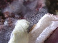 bread mold