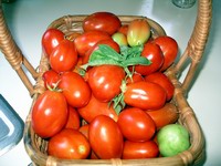 tomatoes in the basket