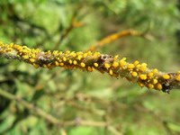 aphids sucking themselves fat