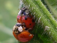 lady bugs - love bugs #1