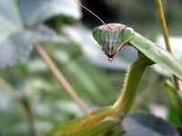 praying mantis