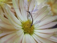 crane flie so sucking nectar while ...