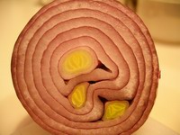 onion art #1