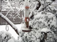 snow scene with bird and bird feeder #1