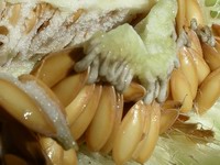 honeydew melon seeds and innards