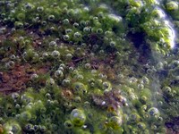 algae gas bubble detail