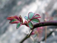 bud/thorn detail