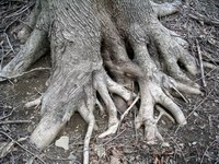 root study #2