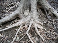 root study #3
