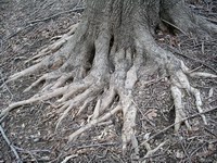 root study #1
