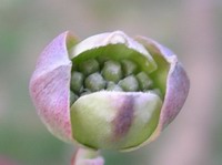 dogwood blossom #1
