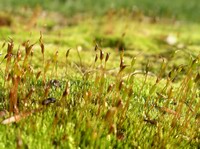 moss sporophytes detail