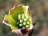 dogwood blossom #2