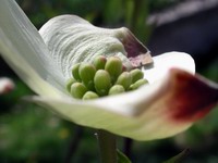 dogwood blossom #4