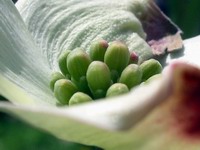 dogwood blossom #5