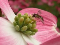 pink dogwood #3 with hover fly