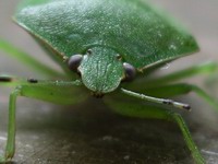 southern green stink bug #1