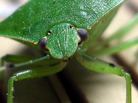 souther green stick bug #2