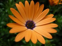 orange symphany flower