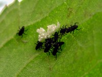 ladybug egg cases and newly emerged larvae