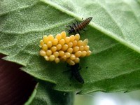 ladybug egg cases and larvae