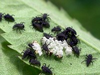 abandon lady bug egg cases and ladybug larvae