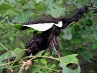 horny caterpillars