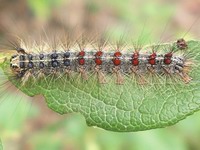 catapillar - beautiful, but...