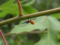assassin bug nymph