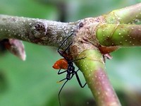 assassin bug nymph detail
