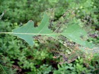 leaf remains after catapillar dinner