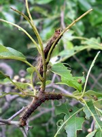 munching catapillars