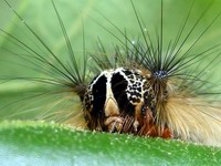 catapillar having bad hair day