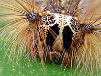 catapillar face