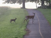deer at valley forge #2