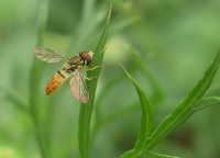 hover fly
