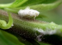 woolly aphid