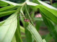 daddy long legs spider